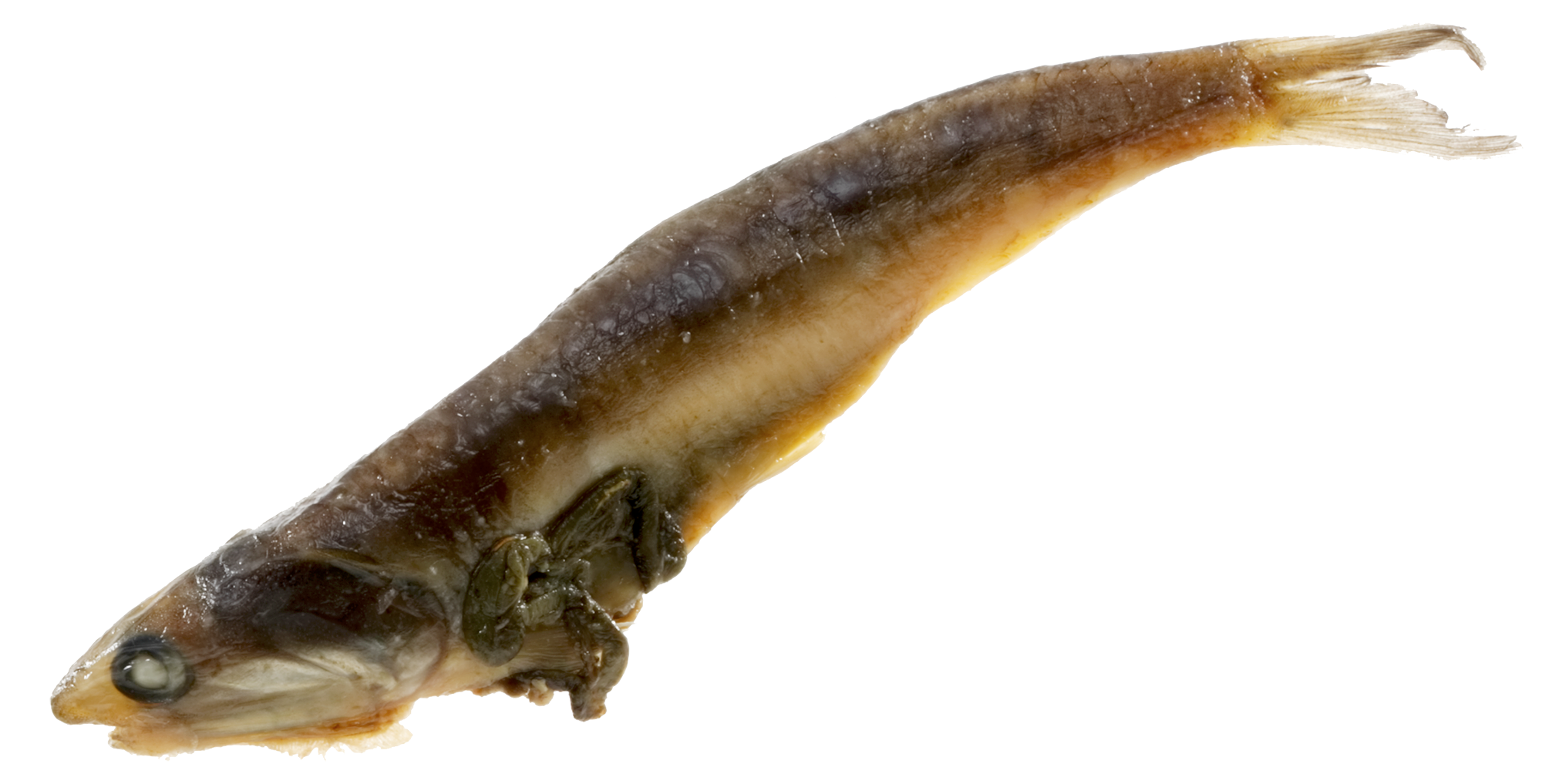 Magic Preserved Anchovies